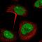 Immediate Early Response 5 antibody, HPA029894, Atlas Antibodies, Immunofluorescence image 