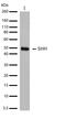 Sonic Hedgehog Signaling Molecule antibody, 701403, Invitrogen Antibodies, Western Blot image 
