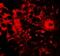 Apolipoprotein B MRNA Editing Enzyme Catalytic Subunit 3B antibody, NBP2-82073, Novus Biologicals, Immunofluorescence image 