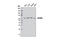 HEXIM P-TEFb Complex Subunit 1 antibody, 12604S, Cell Signaling Technology, Western Blot image 