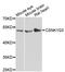 Casein Kinase 1 Gamma 3 antibody, A13013, ABclonal Technology, Western Blot image 