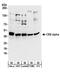 Casein kinase II subunit alpha antibody, 13032, QED Bioscience, Western Blot image 