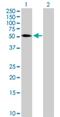 Tripartite Motif Containing 65 antibody, H00201292-B01P, Novus Biologicals, Western Blot image 