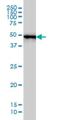 Serine/threonine-protein kinase MST4 antibody, H00051765-M01, Novus Biologicals, Western Blot image 