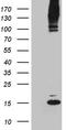 Small Ubiquitin Like Modifier 1 antibody, LS-C795747, Lifespan Biosciences, Western Blot image 