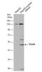 TEA Domain Transcription Factor 4 antibody, NBP1-32765, Novus Biologicals, Western Blot image 