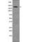 Myosin light chain kinase, smooth muscle antibody, PA5-64763, Invitrogen Antibodies, Western Blot image 