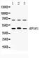 ADP Ribosylation Factor GTPase Activating Protein 1 antibody, PA5-78819, Invitrogen Antibodies, Western Blot image 