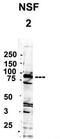 DBPB antibody, TA335744, Origene, Western Blot image 