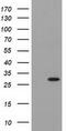 Pyrroline-5-Carboxylate Reductase 3 antibody, CF502078, Origene, Western Blot image 