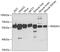 Regulator of microtubule dynamics protein 3 antibody, 19-879, ProSci, Western Blot image 