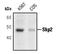 S-Phase Kinase Associated Protein 2 antibody, PA5-17497, Invitrogen Antibodies, Western Blot image 