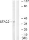 SH3 And Cysteine Rich Domain 2 antibody, TA316362, Origene, Western Blot image 