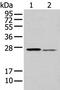 Glutathione S-transferase Mu 2 antibody, PA5-51324, Invitrogen Antibodies, Western Blot image 