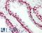 Non-histone chromosomal protein HMG-14 antibody, LS-B10268, Lifespan Biosciences, Immunohistochemistry frozen image 