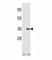 Interleukin 1 Alpha antibody, F49919-0.4ML, NSJ Bioreagents, Western Blot image 