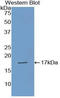 Transthyretin antibody, LS-C292530, Lifespan Biosciences, Western Blot image 