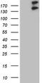 GLI Family Zinc Finger 2 antibody, LS-C790308, Lifespan Biosciences, Western Blot image 