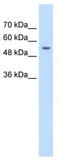 Zinc Finger And SCAN Domain Containing 25 antibody, TA335392, Origene, Western Blot image 