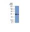 N-Myc Downstream Regulated 1 antibody, M01327, Boster Biological Technology, Western Blot image 