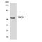Sorting Nexin 4 antibody, LS-C200711, Lifespan Biosciences, Western Blot image 