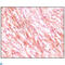 c-Kit antibody, LS-C812427, Lifespan Biosciences, Western Blot image 