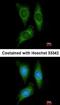 Serine/Threonine Kinase 25 antibody, orb73574, Biorbyt, Immunofluorescence image 