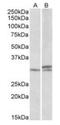 Homeobox A9 antibody, orb20584, Biorbyt, Western Blot image 