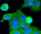 Caspase 2 antibody, NBP2-67333, Novus Biologicals, Immunofluorescence image 