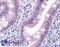 Caspase 1 antibody, LS-B112, Lifespan Biosciences, Immunohistochemistry paraffin image 