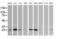 Ubiquitin Conjugating Enzyme E2 S antibody, MA5-26078, Invitrogen Antibodies, Western Blot image 