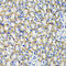 Catechol-O-Methyltransferase antibody, LS-C334555, Lifespan Biosciences, Immunohistochemistry paraffin image 