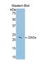 Thrombospondin 1 antibody, LS-C372558, Lifespan Biosciences, Western Blot image 