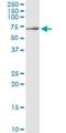 Legumain antibody, H00005641-M03, Novus Biologicals, Immunoprecipitation image 