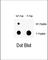 Wee1-like protein kinase antibody, abx031927, Abbexa, Western Blot image 