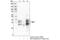 Mitochondrial Fission Factor antibody, 84580T, Cell Signaling Technology, Immunoprecipitation image 
