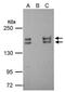 Euchromatic Histone Lysine Methyltransferase 2 antibody, PA5-34971, Invitrogen Antibodies, Immunoprecipitation image 
