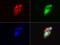 Visinin Like 1 antibody, LS-C796853, Lifespan Biosciences, Immunofluorescence image 