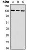 Interleukin 6 Signal Transducer antibody, LS-C358781, Lifespan Biosciences, Western Blot image 