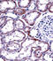 Hepatocyte Nuclear Factor 4 Alpha antibody, 61-500, ProSci, Immunohistochemistry paraffin image 