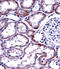 HNF-4-alpha antibody, 61-500, ProSci, Immunohistochemistry paraffin image 