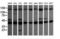 Mitogen-Activated Protein Kinase Kinase 1 antibody, LS-C174496, Lifespan Biosciences, Western Blot image 