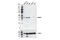 RDA32 antibody, 86026S, Cell Signaling Technology, Western Blot image 