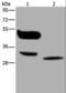 MAGE Family Member A8 antibody, LS-C401824, Lifespan Biosciences, Western Blot image 