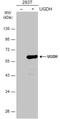 UDP-Glucose 6-Dehydrogenase antibody, NBP2-20798, Novus Biologicals, Western Blot image 