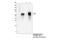 CD5 Molecule antibody, 39300S, Cell Signaling Technology, Immunoprecipitation image 