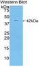 Ceruloplasmin antibody, LS-C372625, Lifespan Biosciences, Western Blot image 