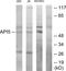 Apoptosis Inhibitor 5 antibody, PA5-38847, Invitrogen Antibodies, Western Blot image 