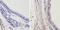 Thyroid Hormone Receptor Alpha antibody, NBP2-22523, Novus Biologicals, Immunohistochemistry frozen image 