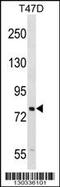 SEL1L Adaptor Subunit Of ERAD E3 Ubiquitin Ligase antibody, 58-580, ProSci, Western Blot image 